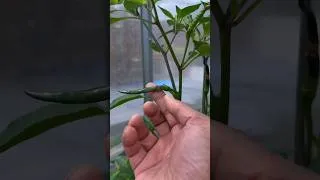 Thumbnail: Picking Your Chillies Too Early! 🛑 (Do This Instead) #shorts