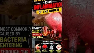 Thumbnail: mastitis economic loss