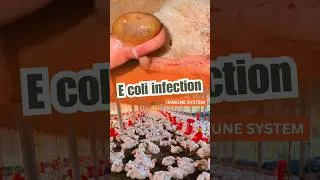 Thumbnail: e.coli infection in broilers- #aliveterinarywisdom #imnpyrophos