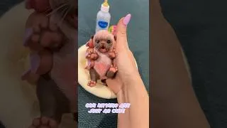 Thumbnail: CUTEST PETS YOU’VE EVER SEEN!😻 #SiliconePets #SiliconeBaby #Hamster #PingLauArt #PugPuppy #Kitten