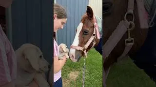 Thumbnail: Meet Posie! #equestrian #pony #equestrianjourney #horse #aliyah #puppylove #puppy