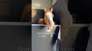 Thumbnail: Rusty needs a nap 😴 🐴💤#horse #rustythepony #cutepony #equestrianjourney #rusty&aliyah #horsegirl