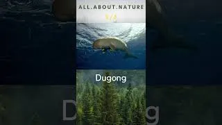 Thumbnail: Ocean Species Quiz - #nature #wildlife #animalquiz #naturequiz #ocean