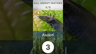 Thumbnail: Endemic Species Quiz #nature #wildlife #animalquiz #naturequiz #endemic
