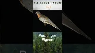 Thumbnail: Extinct Birds Quiz #naturequiz #wildlife #extinct #animalquiz #nature