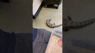 Thumbnail: Nothing better than this. #reptiles #pets #careguide #lizard