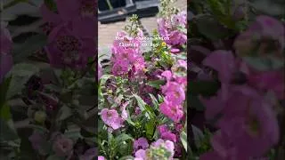 Thumbnail: Follow the leader 🐝 #garden #gardeningtips