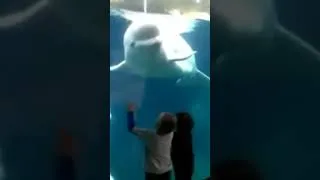 Thumbnail: baby beluga in the deep blue sea