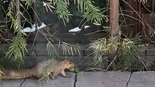 Thumbnail: Squirrel trick-or-treating 🐿 🎃#Shorts