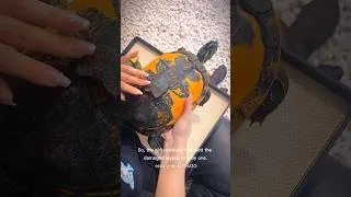 Thumbnail: She Removed THIS From the Turtle… 😳🐢