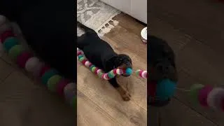 Thumbnail: Rottweiler Puppy Playing Tug of War #shorts #rottweiler