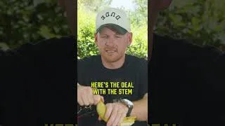 Thumbnail: You've Been Peeling Bananas WRONG Your Whole Life 🍌
