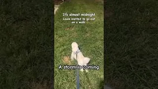 Thumbnail: Walking a Dog before a storm arrives 🐶⛈️