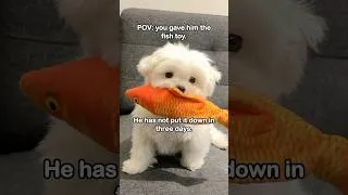 Thumbnail: Louie wants to show off the fish he caught! 🐶🐠