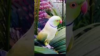 Thumbnail: parrot crying 🕊️#shorts