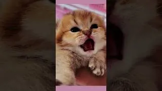 Thumbnail: Little Kitten Meowing😻 So Cute ❤️ #shorts
