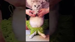 Thumbnail: Funny Cat dance Video😻 #shorts #cat #funny