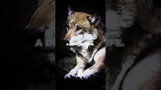 Thumbnail: DON’T Have A Lone Wolf Mentality