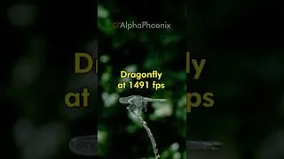 Thumbnail: When a dragonfly makes a mistake