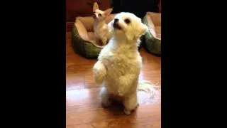 Thumbnail: Muffin's best trick!