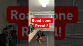 Thumbnail: How to Use a Road Cone to Teach Your Dog to Come When Called
