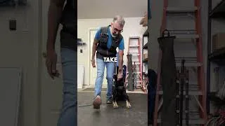 Thumbnail: Leg cues for a solid dog stay! #dogtraining #germanshepherd