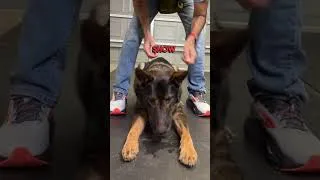 Thumbnail: How to use treats to help your dogs down stay! #dogtraining #dogs