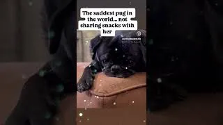 Thumbnail: The saddest #pug in the world