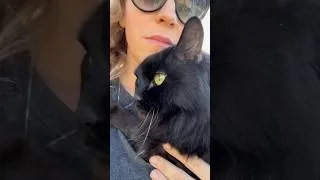 Thumbnail: Rest in Peace my garden cat, Frank.