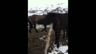 Thumbnail: Icelandic Horse Scratching Ear / Íslenski hesturinn