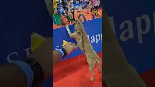 Thumbnail: Ye deewar kya bacha paygi labra ko? 😵😮  #amanandbully #petfedmumbai #pitbulldog