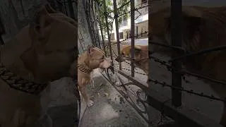 Thumbnail: Agar beech mei ye Taar na hoti to ? 🥵🫣  #amanandbully #pitbull