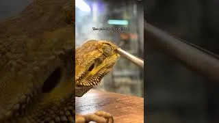 Thumbnail: Pulling out DEEP stuck nose shed
