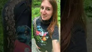 Thumbnail: Reticulated Python - Omen