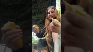 Thumbnail: Feeding my rabbit colony!