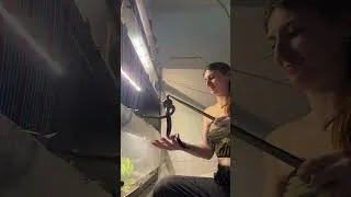 Thumbnail: Showing the body strength on a snake during feeding time