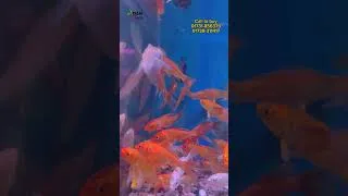 Thumbnail: Aquarium fish price in bd #shorts