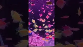Thumbnail: Aquarium fish Price #shorts