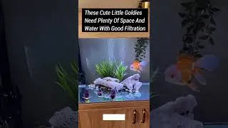 Thumbnail: Goldfish Tanks and Cruelty | Stop Using Bowl | AM Aquarist #shorts @ytshorts  #aquarium #goldfish