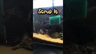 Thumbnail: Easy Aquarium Glass Cleaning Hack 💯 #shorts #amaquarist #aquarium #aquariumhobby