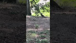 Thumbnail: Find out which bird is having meat