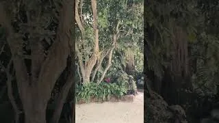 Thumbnail: Viskaya. Florida #shorts