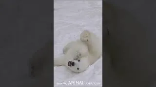 Thumbnail: Who is whiter, me or the snow?  #wildlifefilm #babyanimals