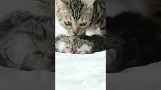 Thumbnail: Meow meow