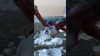 Thumbnail: Hammering Jurassic Park Dinosaurs Out Of Ice! #shorts
