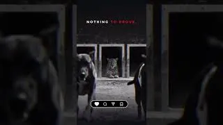 Thumbnail: Nothing to prove Everything to live for