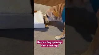 Thumbnail: Rescue dog opening first stocking for Christmas #rescuedog #adopteddog