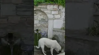 Thumbnail: Natural Spring Water Sounds (No Music) | @AmbienceNouveau