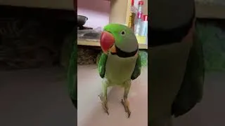 Thumbnail: Parrot #shorts #youtubeshorts #shortvideo