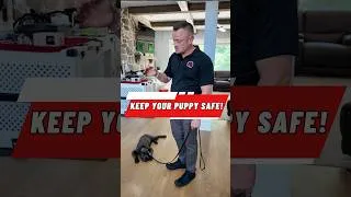 Thumbnail: Is your puppy eating everything? Try This!